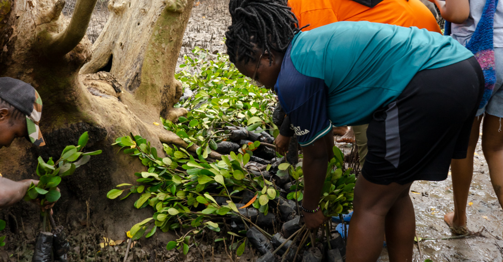 Mangrove Restoration